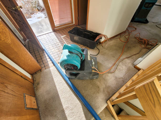 Best Mold removal after water damage  in Charlotte Hall, MD